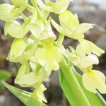 Dactylorhiza sambucina Квітка