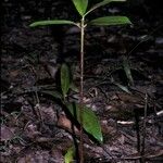 Pentadesma butyracea 樹皮