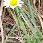 Leucanthemum vulgare Hábito