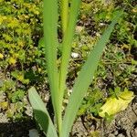 Gladiolus italicus Hoja