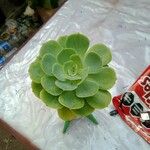 Aeonium castello-paivae Blad