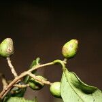 Symplocos cochinchinensis फल