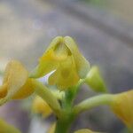 Polystachya pyramidalis Flower