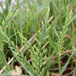 Catapodium rigidum Flor