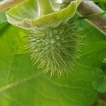 Datura inoxia Fruit