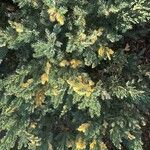 Juniperus squamata पत्ता