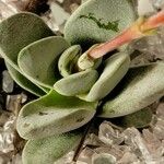 Crassula mesembrianthemopsis Blad