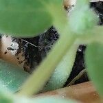 Cucumis melo Ekosanga