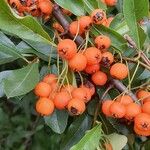 Pyracantha crenulataFrutto