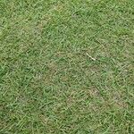 Zoysia japonica Folha