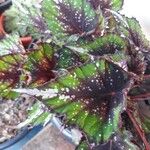 Begonia rexপাতা