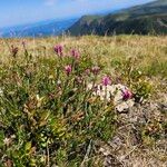 Erica spiculifolia Natur