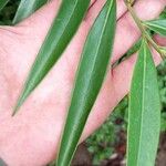 Ocotea guianensis Feuille