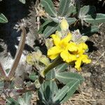 Pachypodium densiflorum Λουλούδι