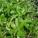 Alchemilla alpina Foglia