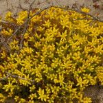 Sedum acreHabit