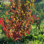 Parthenocissus quinquefolia Habitus