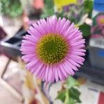 Erigeron glaucusFlower