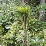 Amorphophallus paeoniifolius 葉