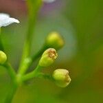 Galium papillosum Kvet