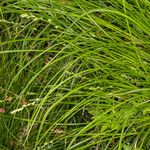 Carex divulsa Hoja