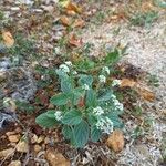 Heliotropium dolosum 花