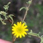 Pulicaria arabica Fula