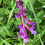 Vicia eriocarpa Blodyn