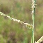 Urochloa trichopus Flower