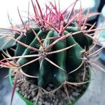 Ferocactus latispinus Blad