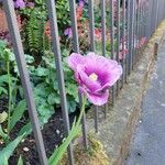 Tulipa spp. Fiore