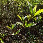 Cornus amomum Folla