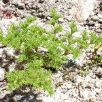 Loeflingia squarrosa Tervik taim
