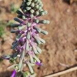 Ledebouria revoluta Цвят