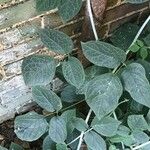 Sinofranchetia chinensis Leaf