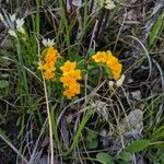 Lithospermum canescens Flower