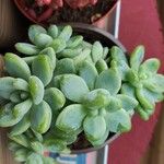 Sedum clavatumLapas