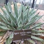 Agave victoriae-reginae Hábito