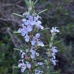 Rosmarinus officinalisКветка