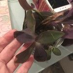 Tradescantia pallida Leaf