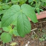 Dalechampia scandens Hoja