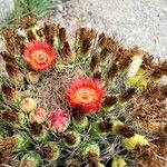 Ferocactus wislizeni Цветок