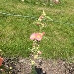 Sphaeralcea incana Flower