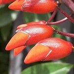 Erythrina crista-galli Cvet