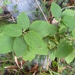 Solanum erianthum Leaf