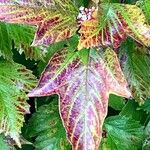 Viburnum sargentii Flower