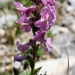 Pedicularis rostratospicata 花