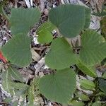 Homalanthus schlechteri Habitus