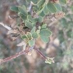 Maerua crassifolia Leaf
