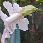Podranea ricasoliana 花